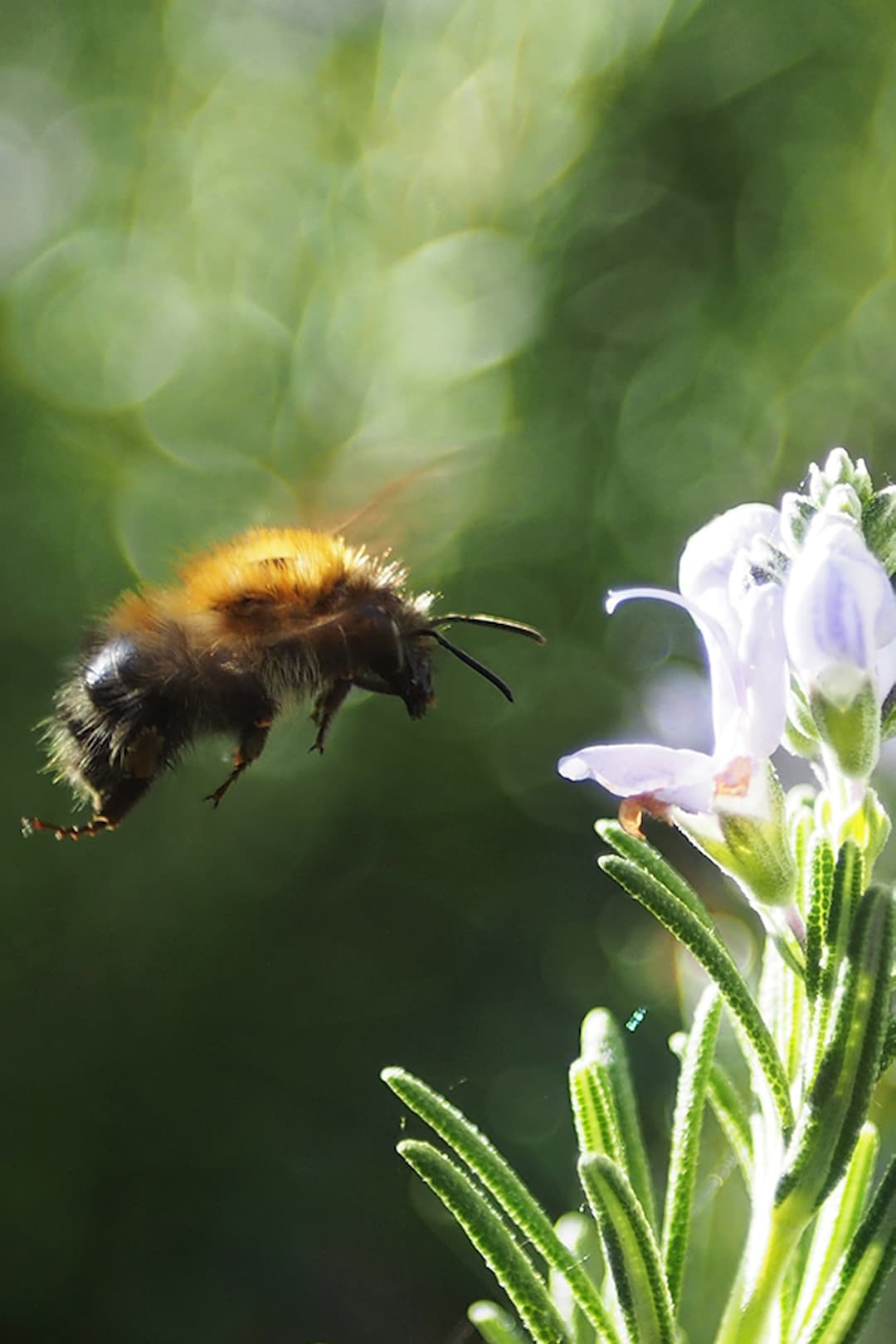 bumblebee flower